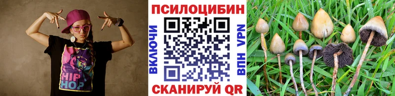 Купить  Грязи  Псилоцибиновые грибы Cubensis 